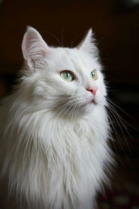 Turkish Angoras And Other Longhaired Cats Where First Introduced To