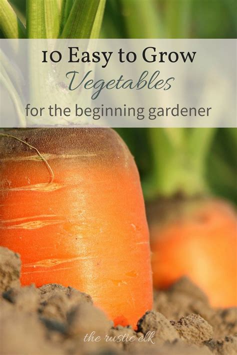 10 Easy To Grow Vegetables For The Beginning Gardener Easy Vegetables