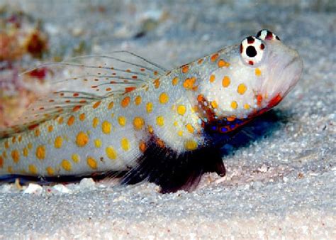 Orange Spot Prawn Goby Amblyeleotris Guttata 1 Fish 2 Fish Dartmouth