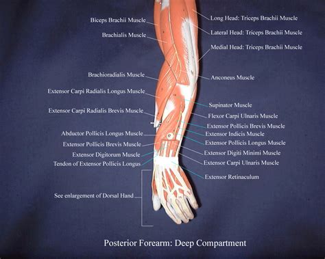 Posterior Forearm Muscles Labeled Diorvintageposterartillustrations