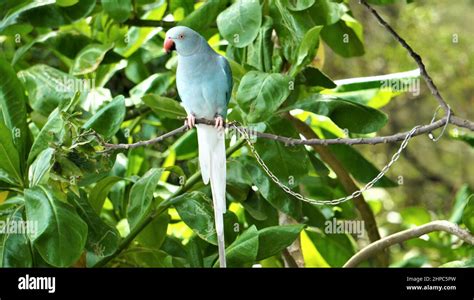 Beautiful Parrot Sitting On The Tree Branch Stock Photo Alamy