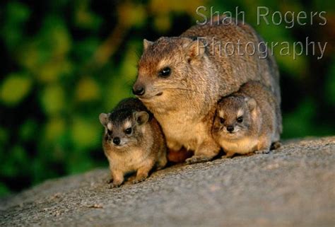 Baby Rock Hyrax Sitting Either Side Of Female Hetrohyrax Brucei
