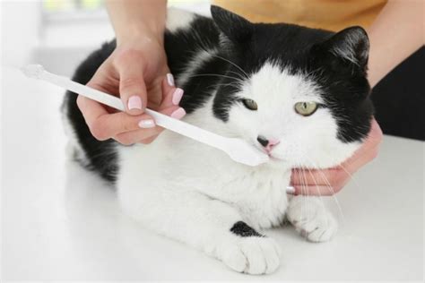 Brushing Your Cats Teeth A 4 Week Training Program The Conscious Cat