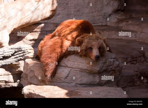 Grizzly Bear At The Denver Zoo Stock Photo Alamy