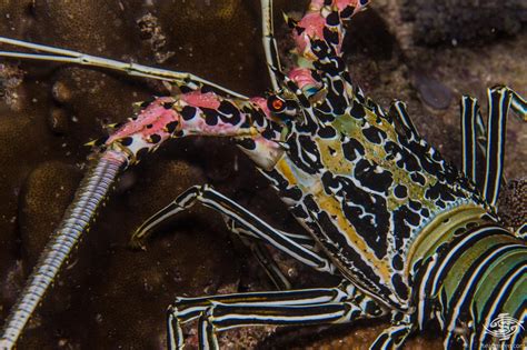 Painted Spiny Lobster Facts And Photographs Seaunseen