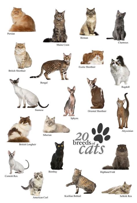 Cat Breed Characteristics And Behaviors