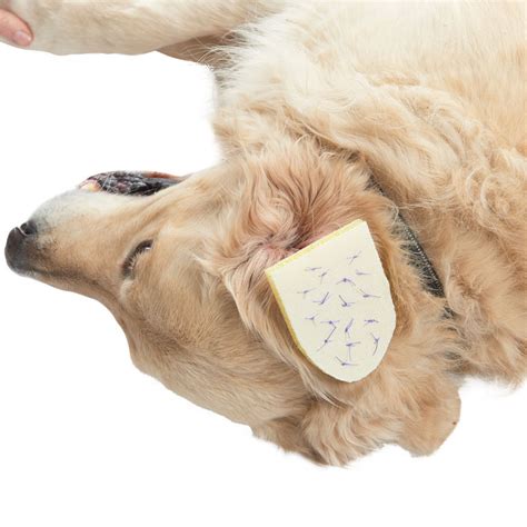 Canine Aural Hematoma Treatment Ph