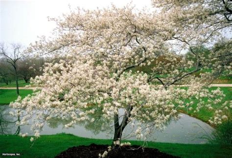 Produce flowers or fruit, be colorful, grow fast, or provide shade. 74 best Ornamental Trees for Zone 4 & 5 images on ...