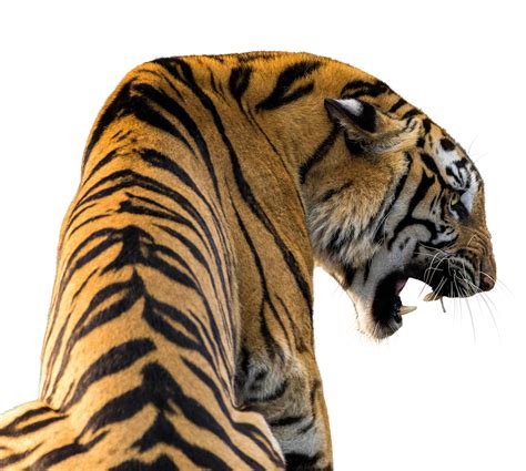 Tiger Isolated Big Cat Free Photo On Pixabay