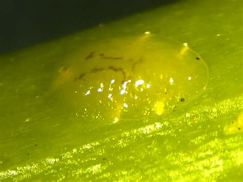 Flickriver Photoset Coccus Viridis Green Scale By Plant Pests And