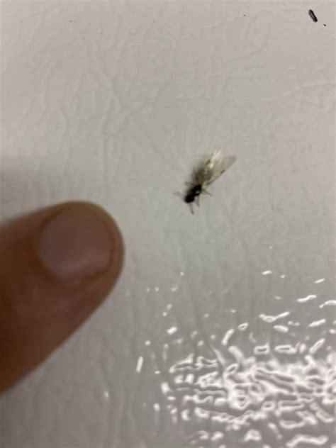 What is this crawling bug with wings? : r/insects