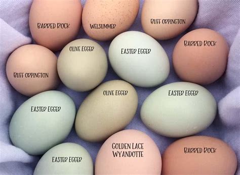 What Makes Eggs Different Colors Adirondack Harvest