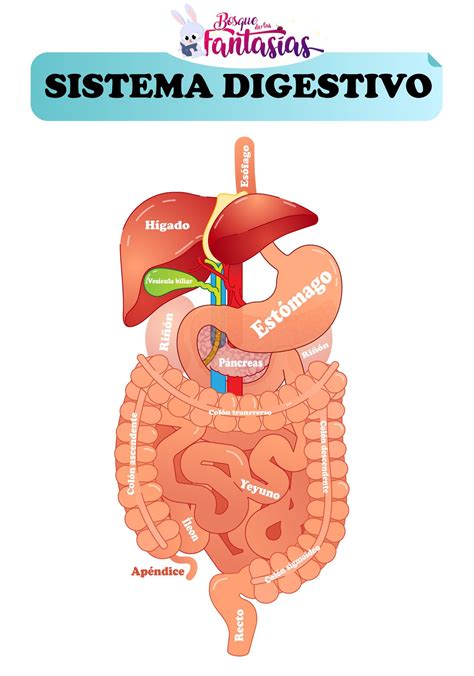 El Sistema Digestivo Partes órganos Y Función Para Niños Sistema