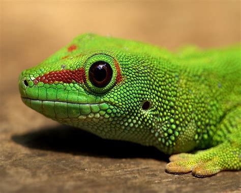 Pet Lizards For Kids Wallpaper Love Of Reptiles Pinterest Pet