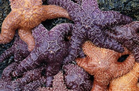 Threatened Purple Starfish Now Doing Swimmingly Thanks To Population