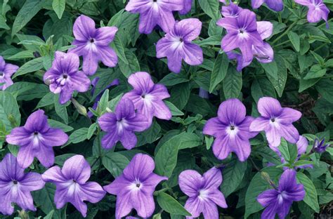 These Shade Plants Transform Any Low Light Garden Into A Riot Of Color