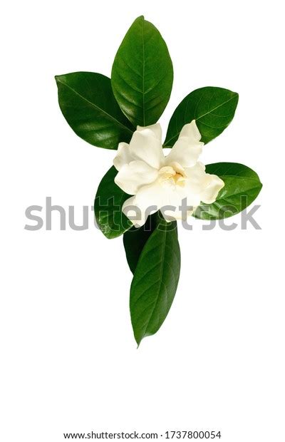 White Gardenia Flower Genus Flowering Plants Stock Photo 1737800054