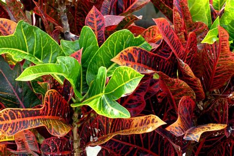 Crotons How To Grow And Care For Codiaeum Variegatum Epic Gardening