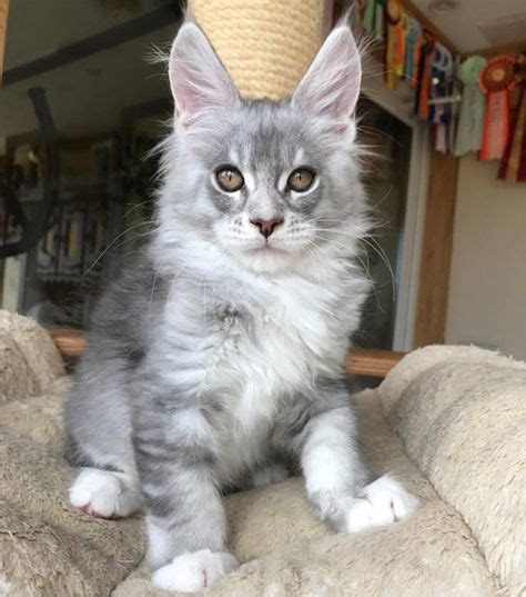Blue Silver Tabby Maine Coon