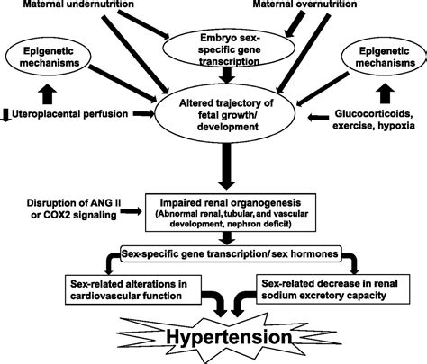 Sex Differences In The Developmental Origins Of Hypertension And