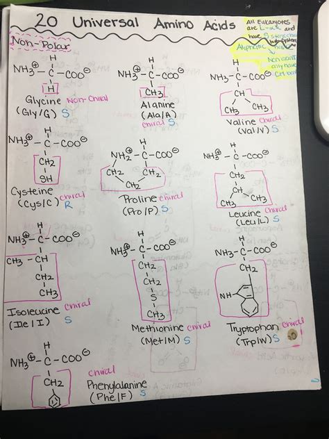 Amino Acids Mcat And Biochemistry Review Guide Etsy