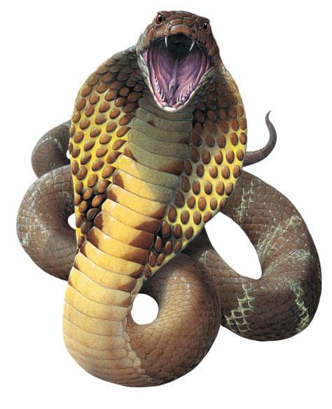 Cobra Snake Png File Png Mart