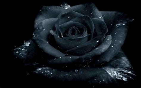 Download the background for free. Black Rose Wallpaper ·① WallpaperTag