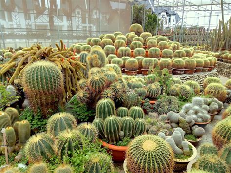 Very little is known about early cactus plants although cactus are synonymous with desert regions, they are found in some unlikely places. Penang Food For Thought: Cactus Valley