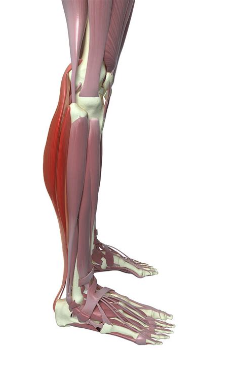 Gastrocnemius And Soleus Muscle By