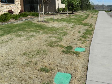 Is Your Brown Lawn Dead Or Dormant Colorado Yard Care