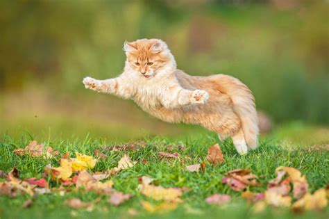 20 Cats And Dogs That Cant Get Enough Of Fall Mnn