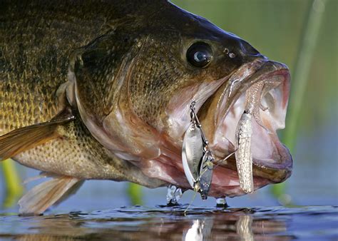 How To Catch Largemouth Bass In Fisherman