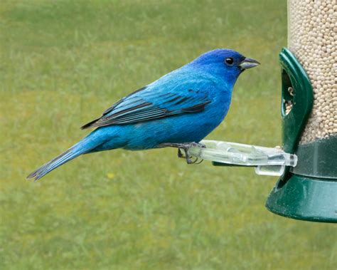 Indigo Bunting Feederwatch