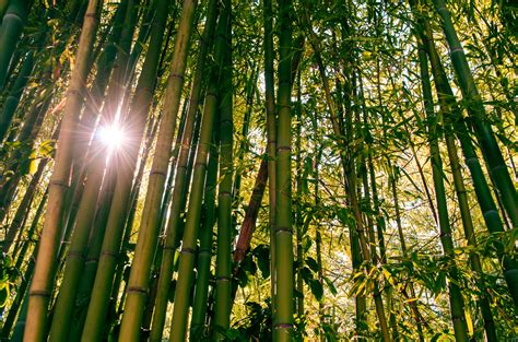 Free Stock Photo Of Bamboo Bamboo Trees Forest