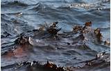 Pictures of Oil Spill