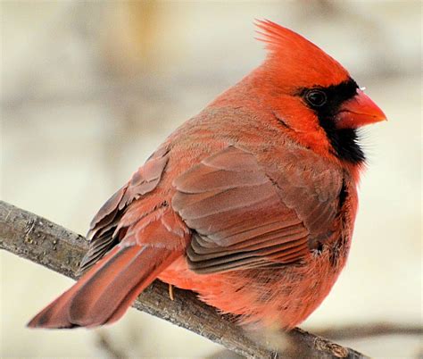Male Northern Cardinal Photo By Dapuglet Pugs Be Your Own Birder