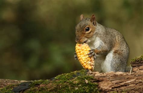 14 Things Squirrels Like To Eat Most Diet Care And Feeding Tips