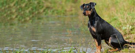Everything About Your German Pinscher Luv My Dogs