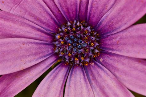 Violet Flower Extreme Macro Close Up Photo Stock Image