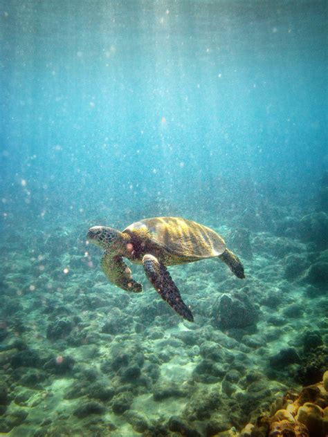 Swimming With Sea Turtles In Hawaii Hawaiian Explorer
