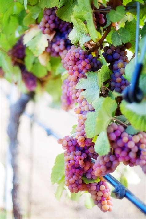 Free Images Grape Vine Fruit Flower Food Produce Agriculture