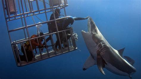 Model Bit By Shark In Cage Telegraph