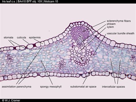 Cross Section Of Monocot Leaf Labeled