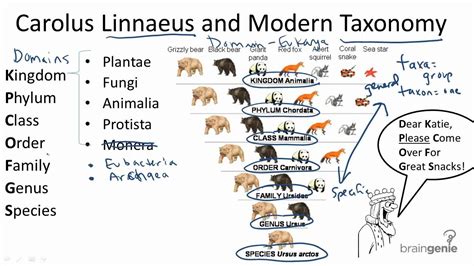 Linnaean System Of Classification Forestrypedia