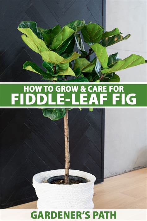 How To Grow And Care For Fiddle Leaf Fig Ficus Lyrata