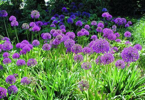 Kirgisl K Allium Aflatunense Purple Sensation Sveriges Tr Dg Rdsm Stare