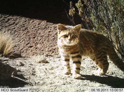The pampas cat leopardus colocolo (molina, 1782) is a species of the felidae family, widely distributed in south america, included on cites appendix ii and classified as near threatened on. Pampas Cat in Argentina | Felidae Fund | Flickr