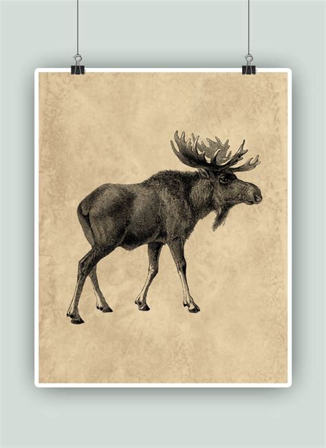 Alibaba.com offers 1,855 home decoration moose products. Moose Art, Moose Print, Wildlife art, Moose poster, Home ...
