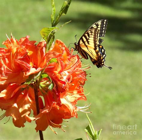Tiger Swallowtail Photograph By Diane Goulart Fine Art America