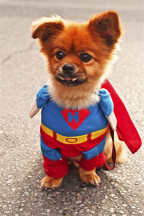 14 Pets Dressed Up As Superheroes